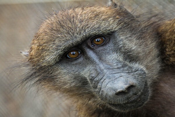 Centre For Rehabilitation Of Wildlife