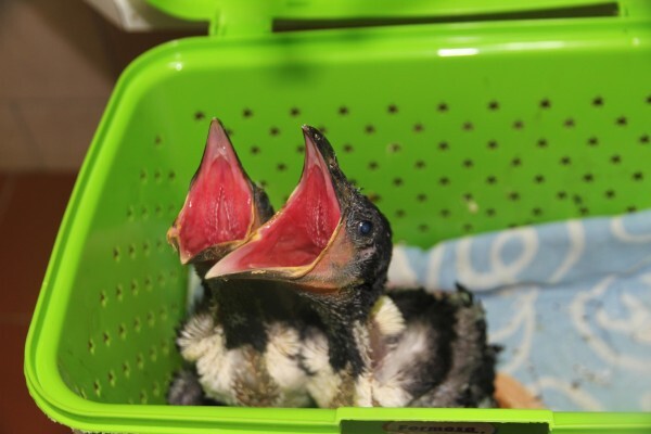 Centre For Rehabilitation Of Wildlife