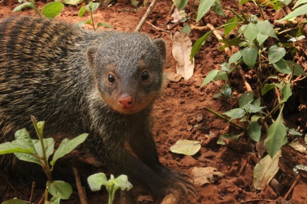 Centre For Rehabilitation Of Wildlife