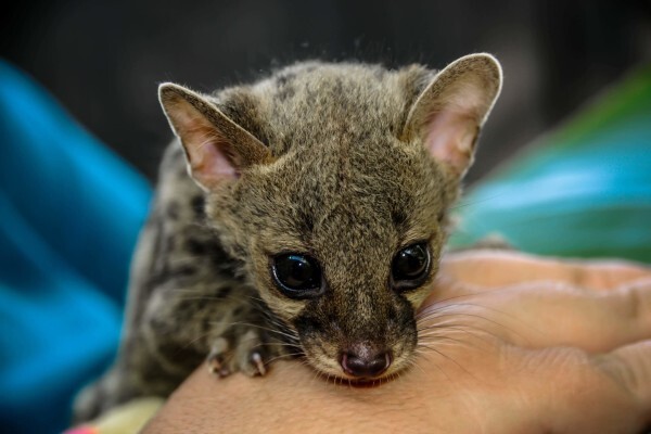 Centre For Rehabilitation Of Wildlife