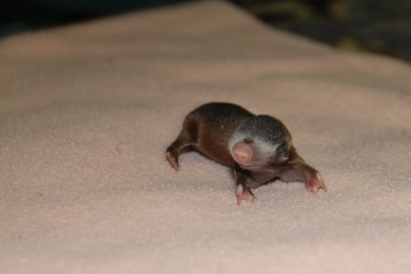 Centre For Rehabilitation Of Wildlife
