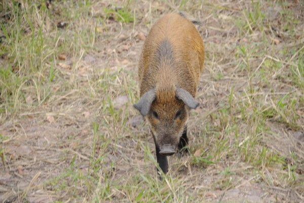 Centre For Rehabilitation Of Wildlife