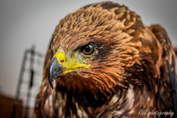 Centre For Rehabilitation Of Wildlife