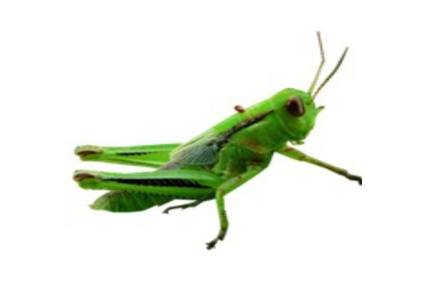 Biorev