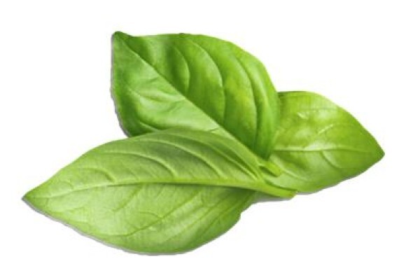 Biorev