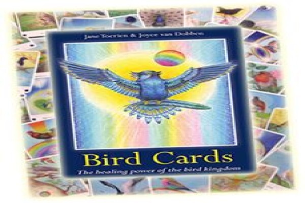 Bird Cards
