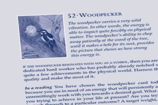 Bird Cards