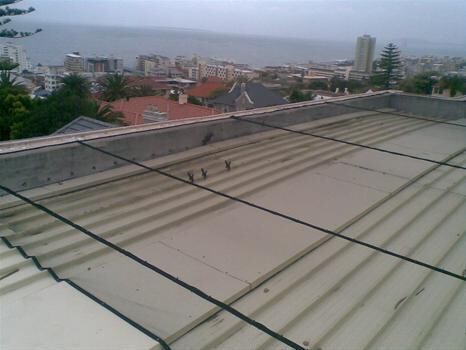 Bird Control Cape Town (Bird Repel Services)