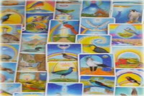 Bird Cards