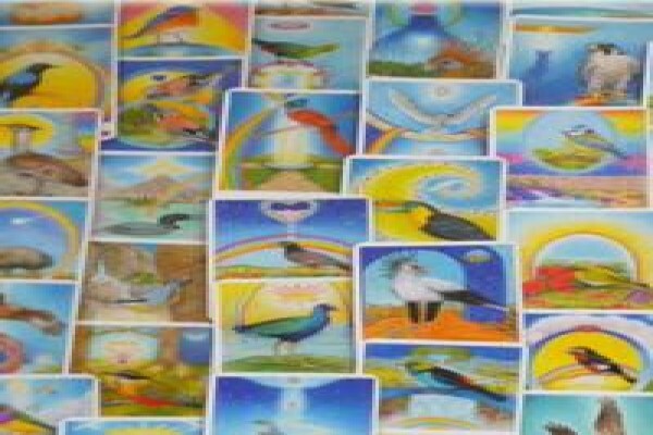 Bird Cards