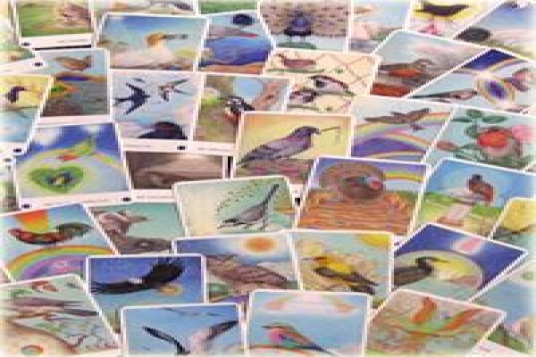 Bird Cards