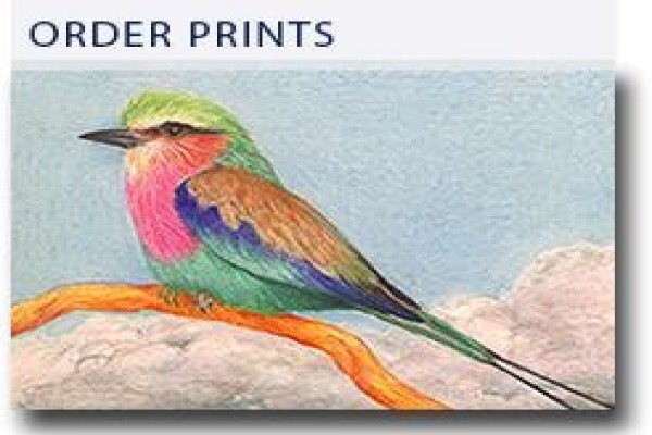 Bird Cards