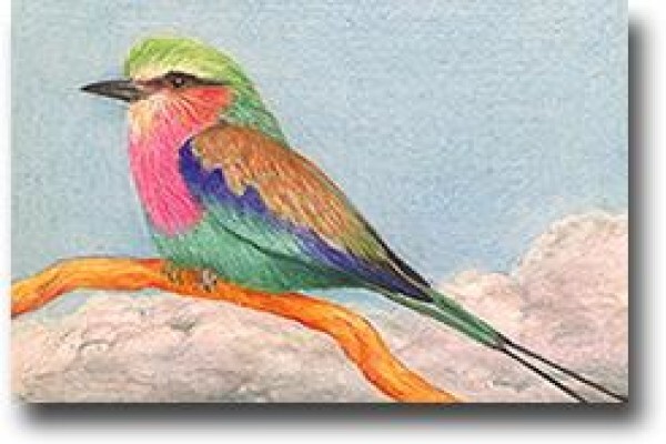 Bird Cards