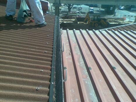 Bird Control Cape Town (Bird Repel Services)