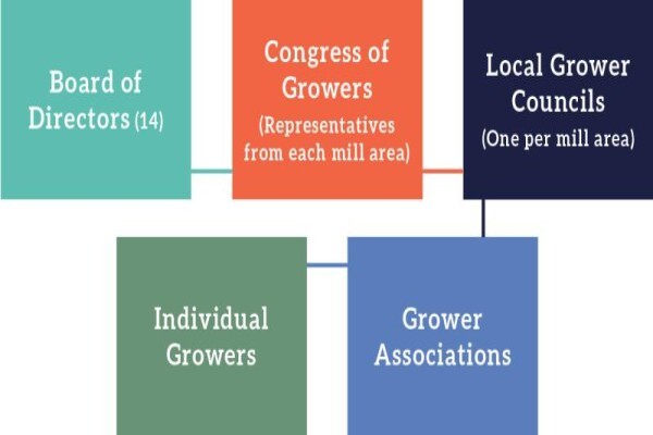 Sa Canegrowers