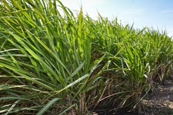 Sa Canegrowers