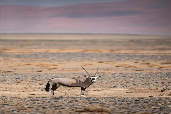 Safari Architects