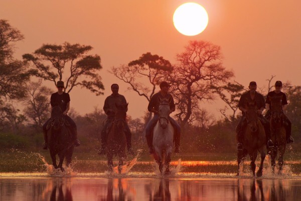 Safari Royale