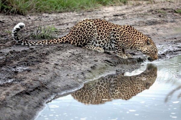 Safari Architects