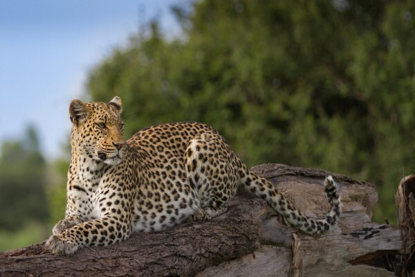 Safari Architects