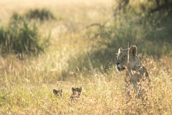 Safari Architects