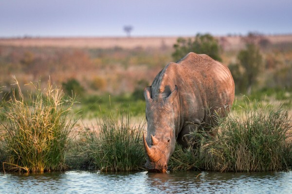 Safari Architects
