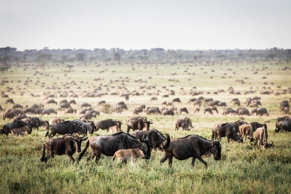 Safari Architects