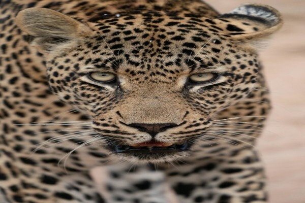 Safari Architects
