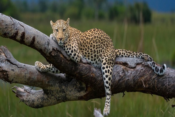 Safari Architects