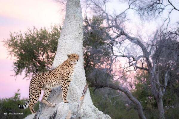 Safari Architects