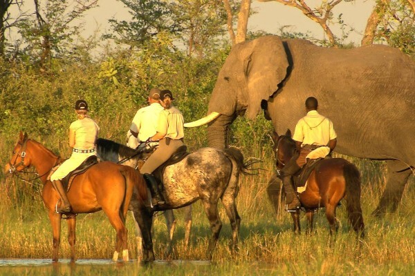 Safari Royale