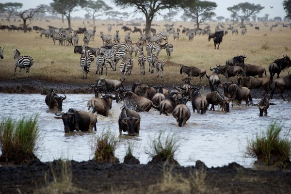 Safari Royale
