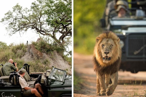 Safari Royale