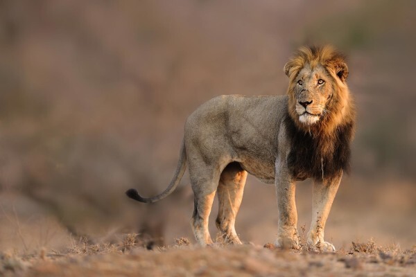Safari Royale