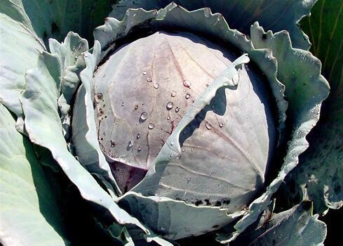 Saigrow Fresh Produce