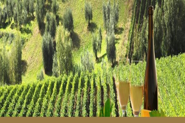 Salewine.Co.Za