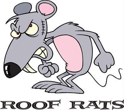 Roof Rats