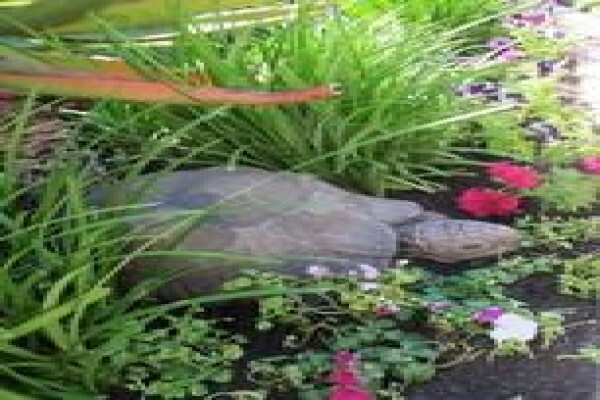 Roots And Shoots Landscaping