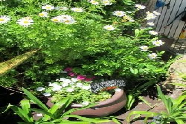 Roots And Shoots Landscaping