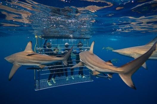 Shark Cage Diving Kzn