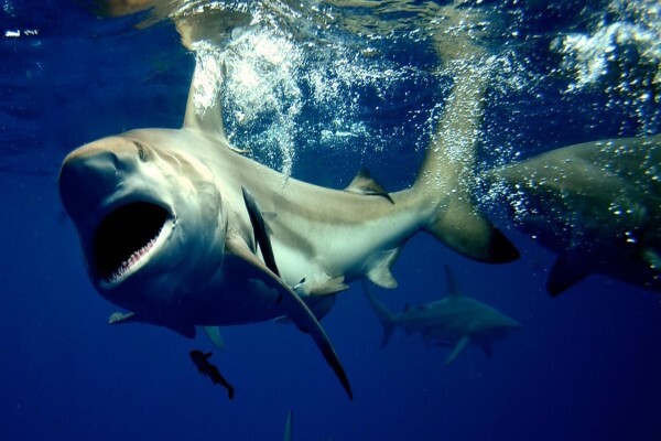Shark Cage Diving Kzn