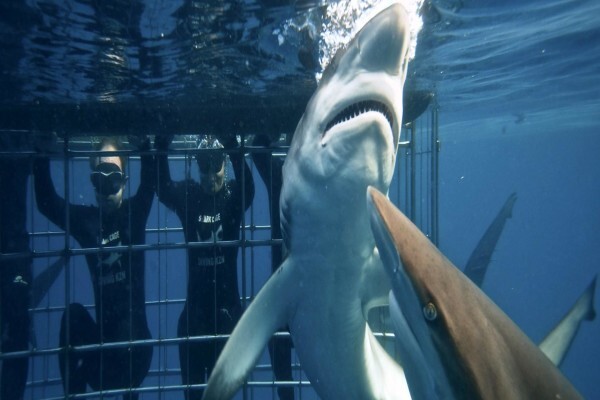 Shark Cage Diving Kzn