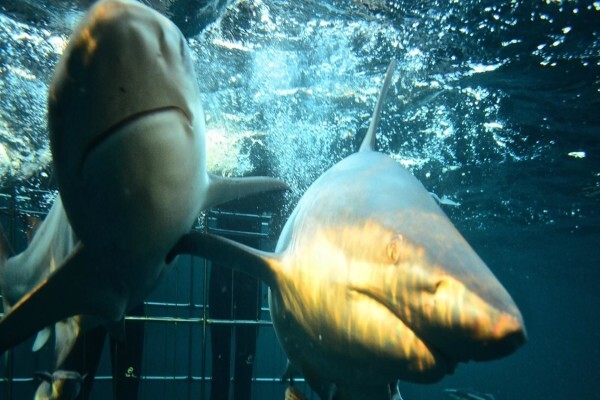 Shark Cage Diving Kzn