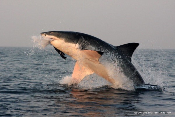 Shark Zone