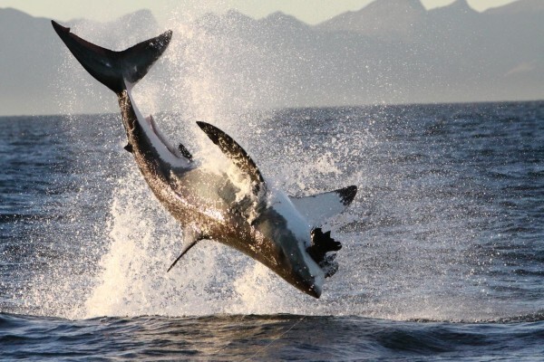 Shark Zone