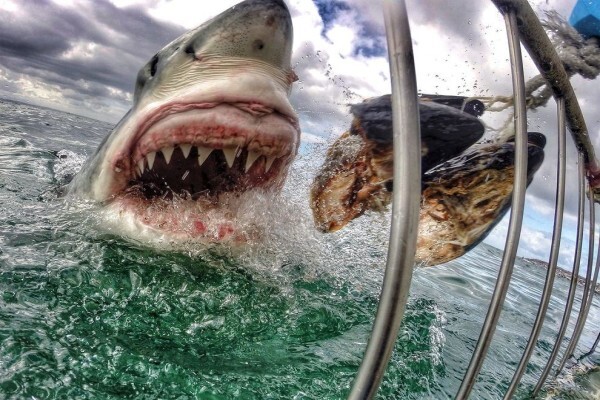 Shark Zone