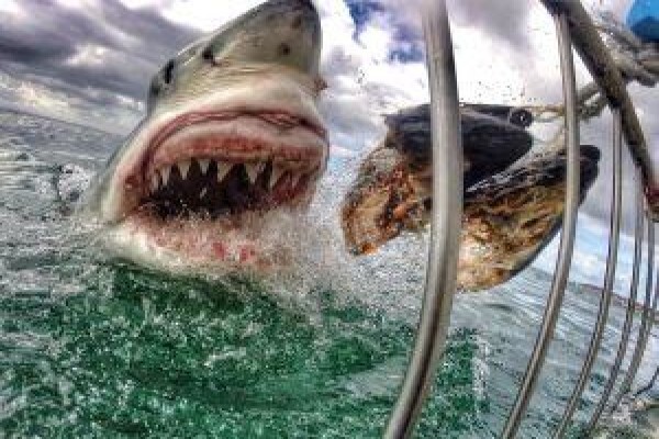 Shark Zone