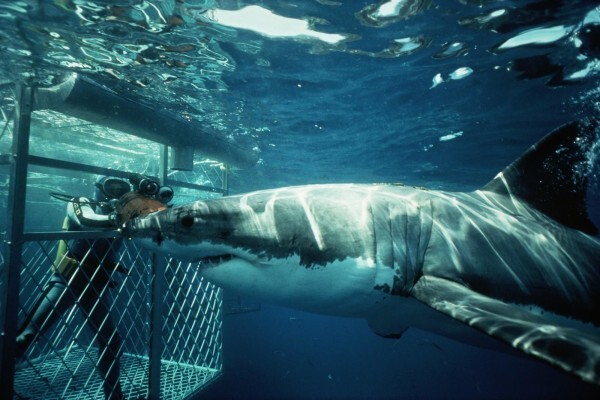 Shark Zone