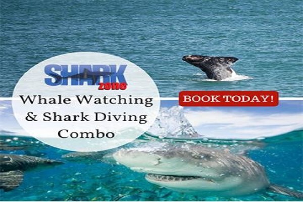 Shark Zone