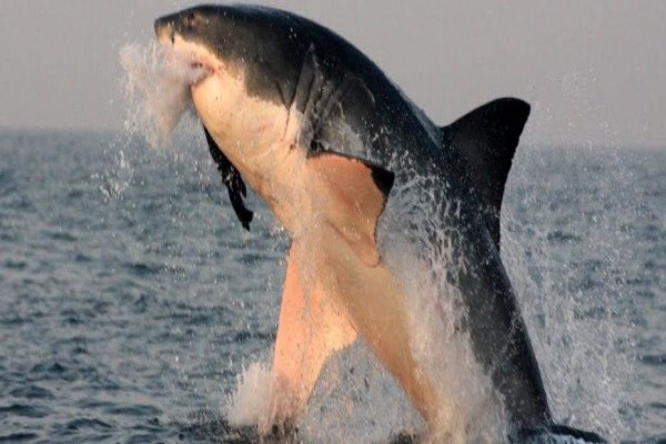 Shark Zone